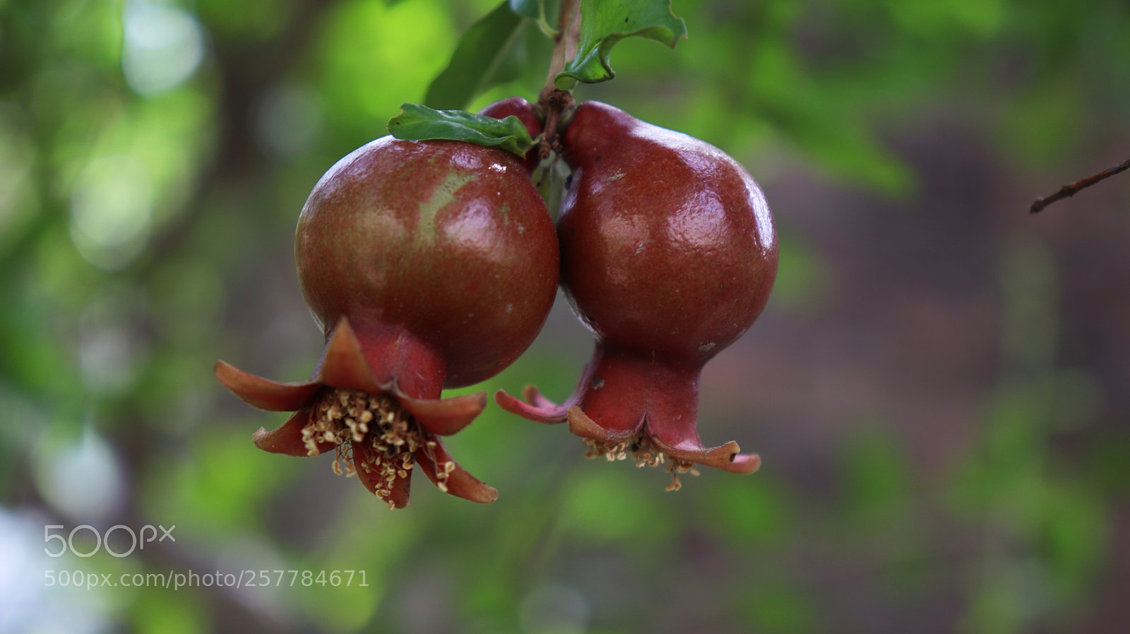 Canon EOS 800D (EOS Rebel T7i / EOS Kiss X9i) sample photo. Bunch of pomegranates photography