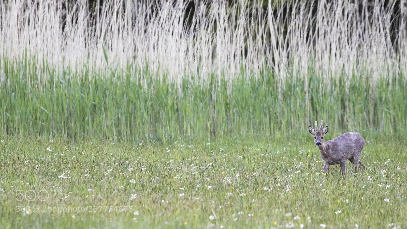 Canon EOS 7D Mark II sample photo. Roe deer in spring photography