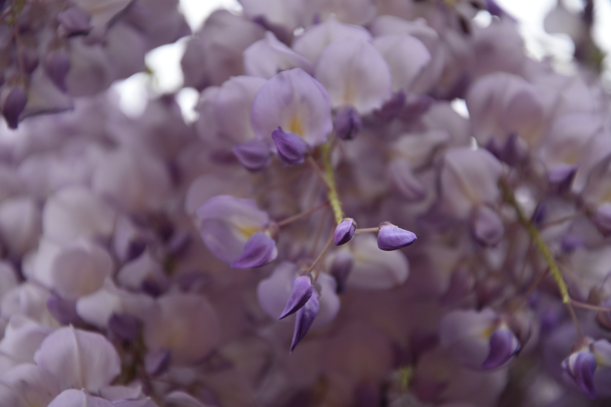 Nikon D3400 sample photo. Wisteria sinensis photography