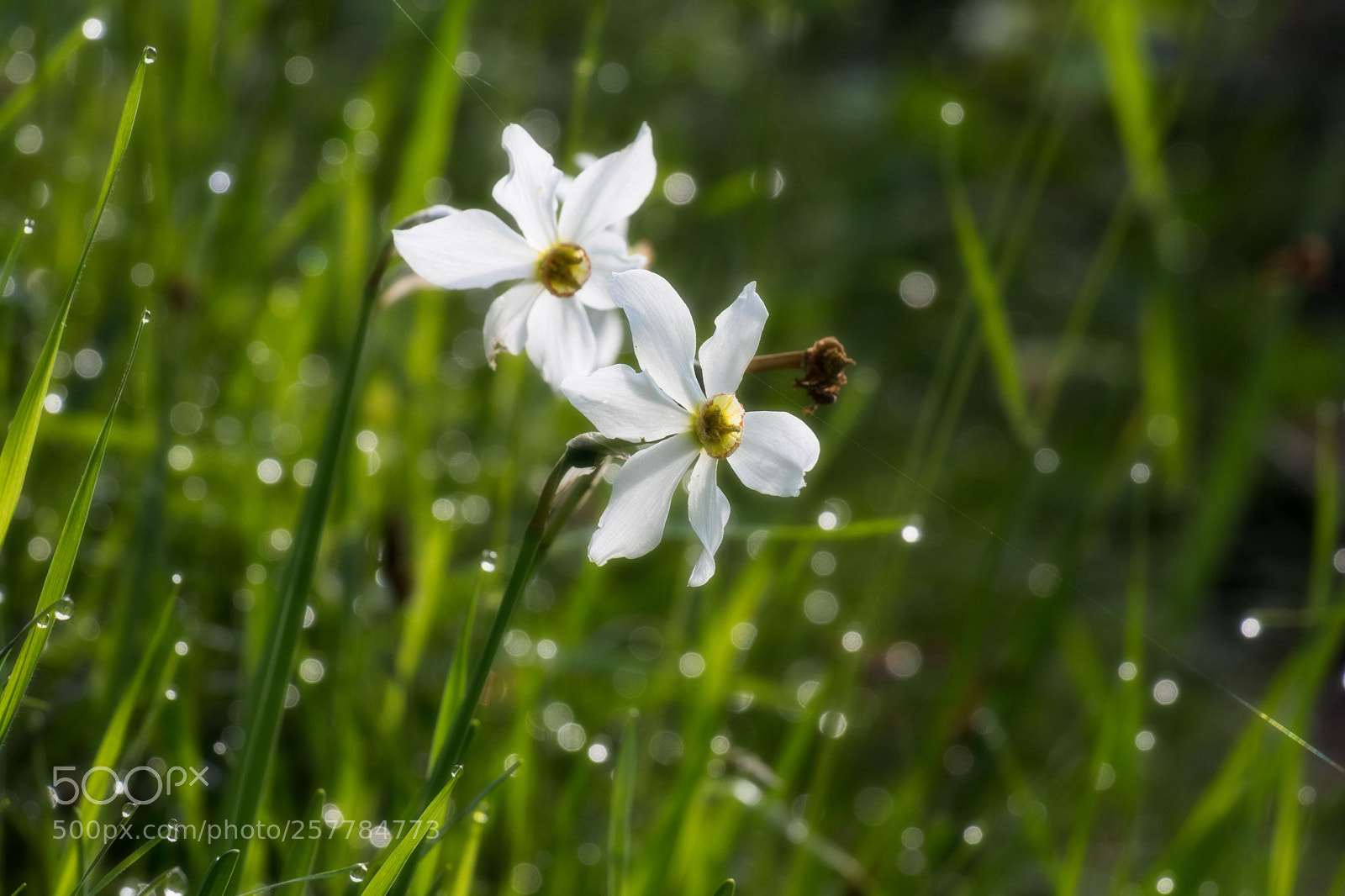 Canon EOS 80D sample photo. Simply flowers photography
