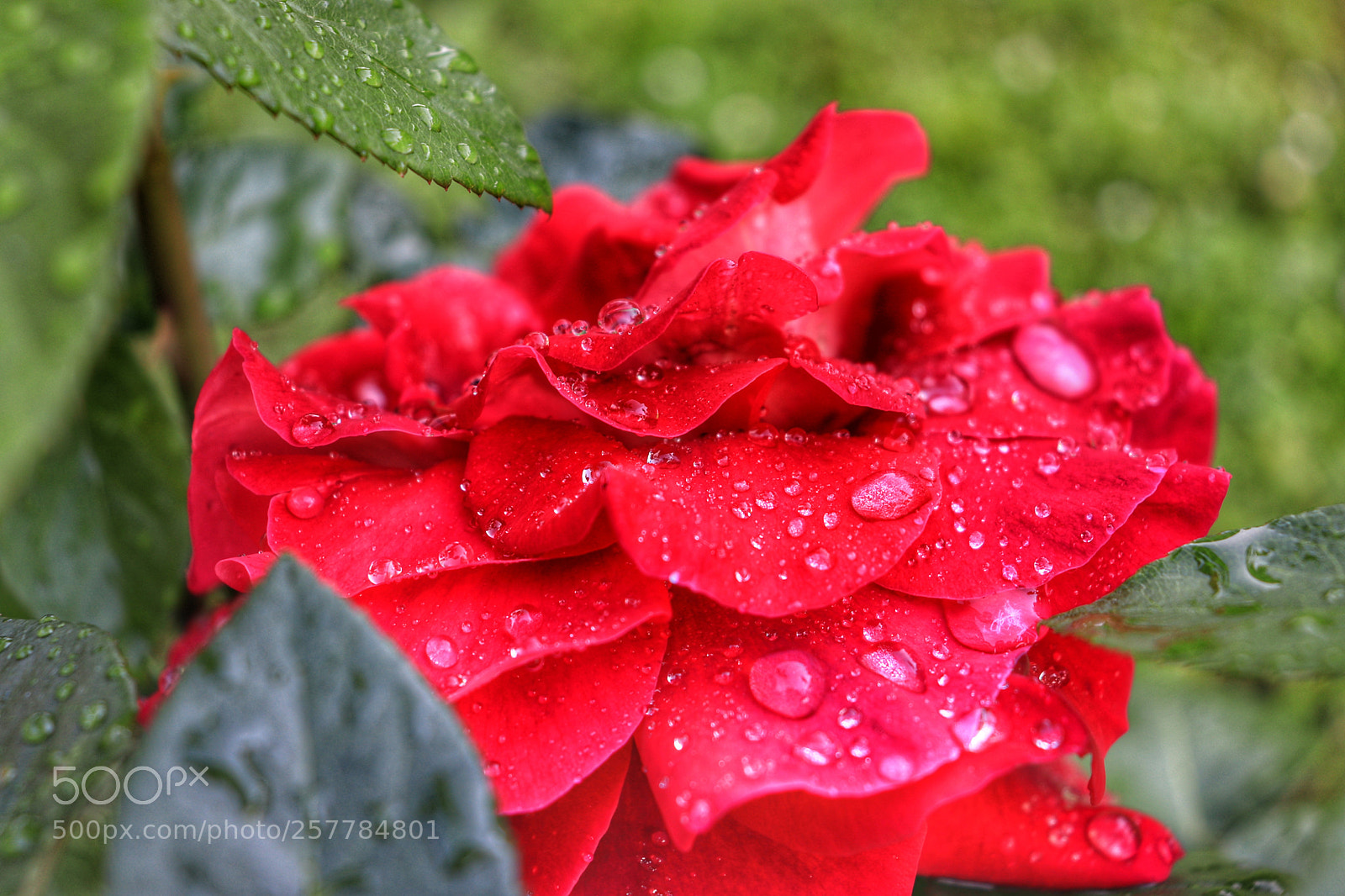 Canon EOS 77D (EOS 9000D / EOS 770D) sample photo. Rose after the rain photography