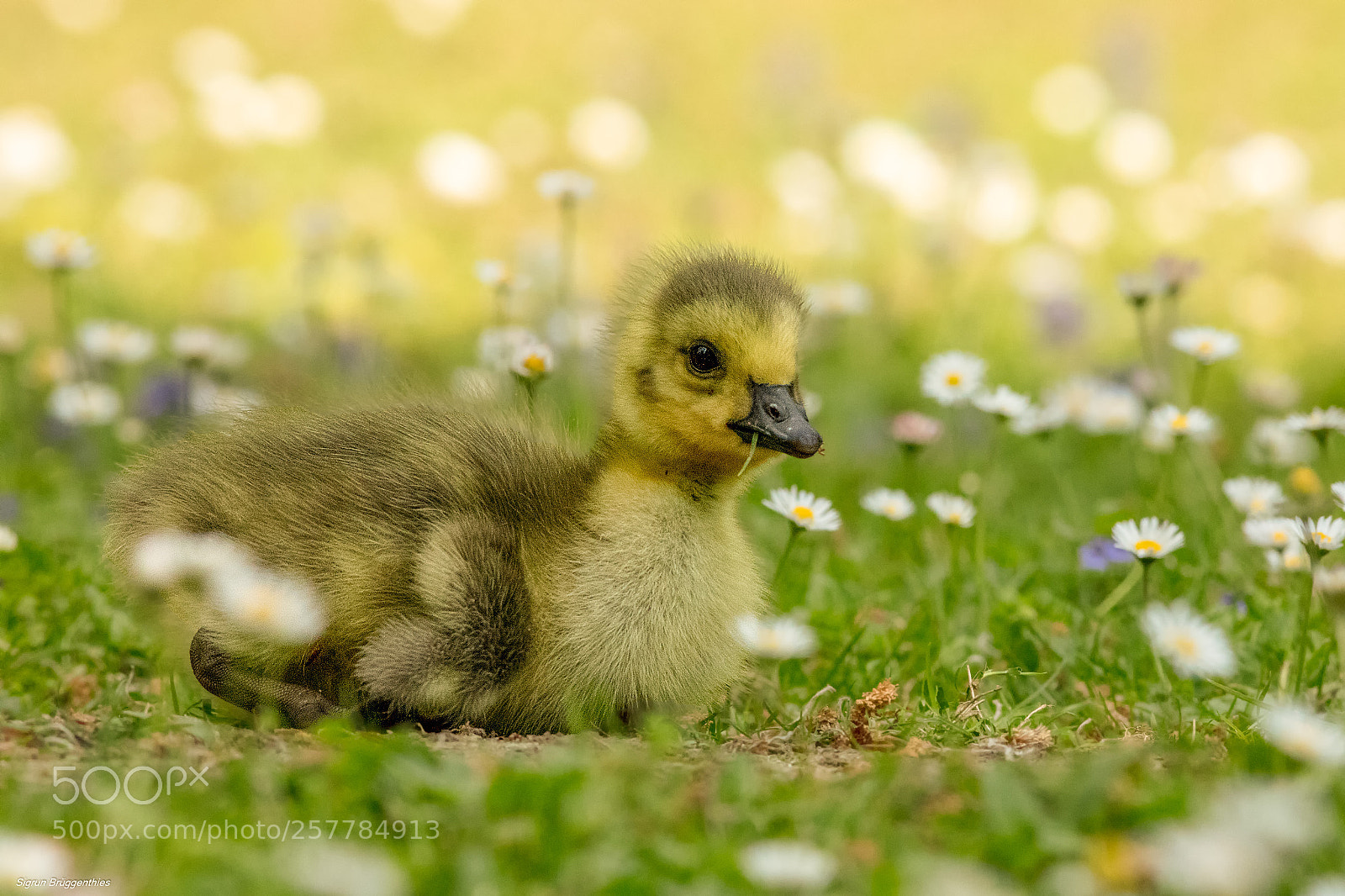 Canon EOS 5DS sample photo. Kanadagans gosling on the photography