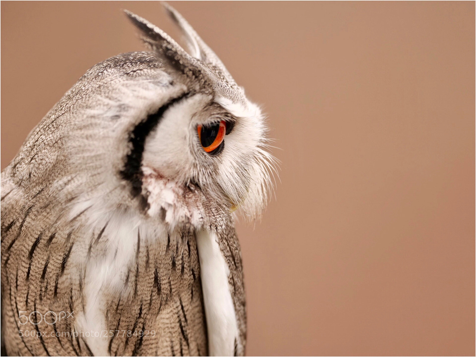 Panasonic Lumix DC-G9 sample photo. Southern white-faced owl ii photography