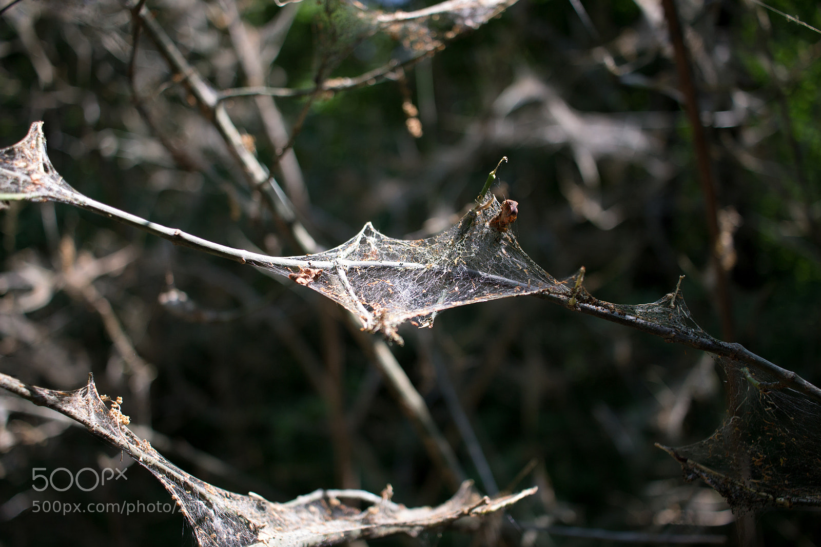 Canon EOS 1100D (EOS Rebel T3 / EOS Kiss X50) sample photo. Cobweb photography