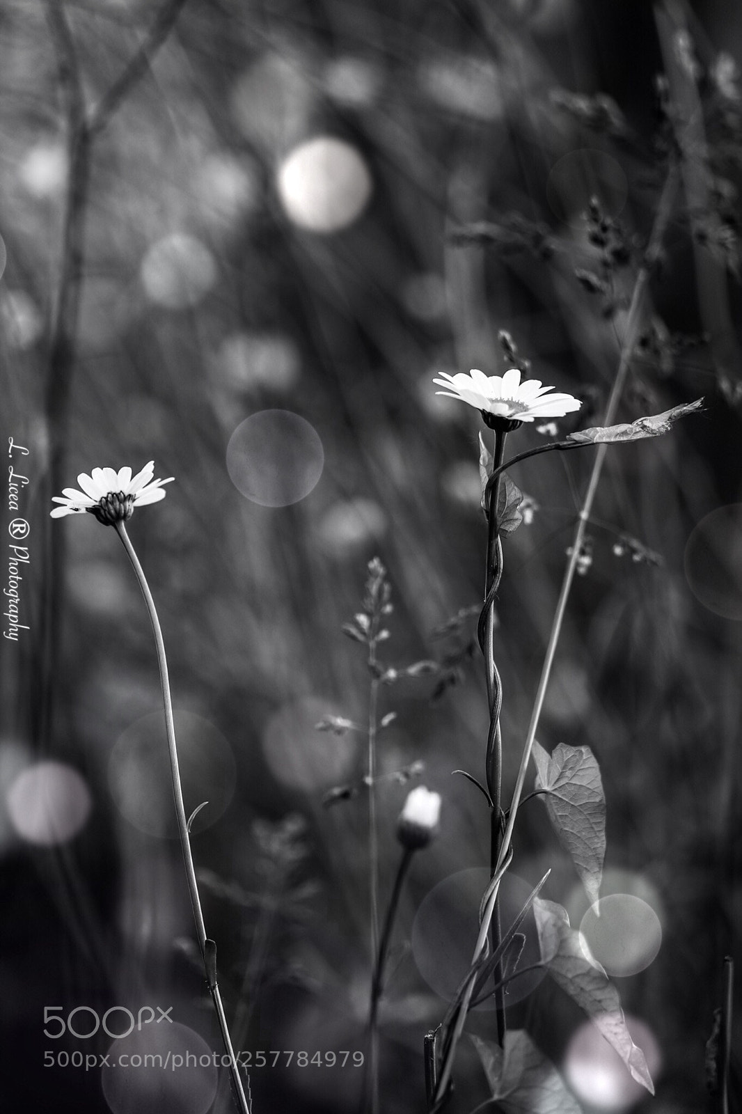 Canon EOS 6D Mark II sample photo. Caress of light 59 photography