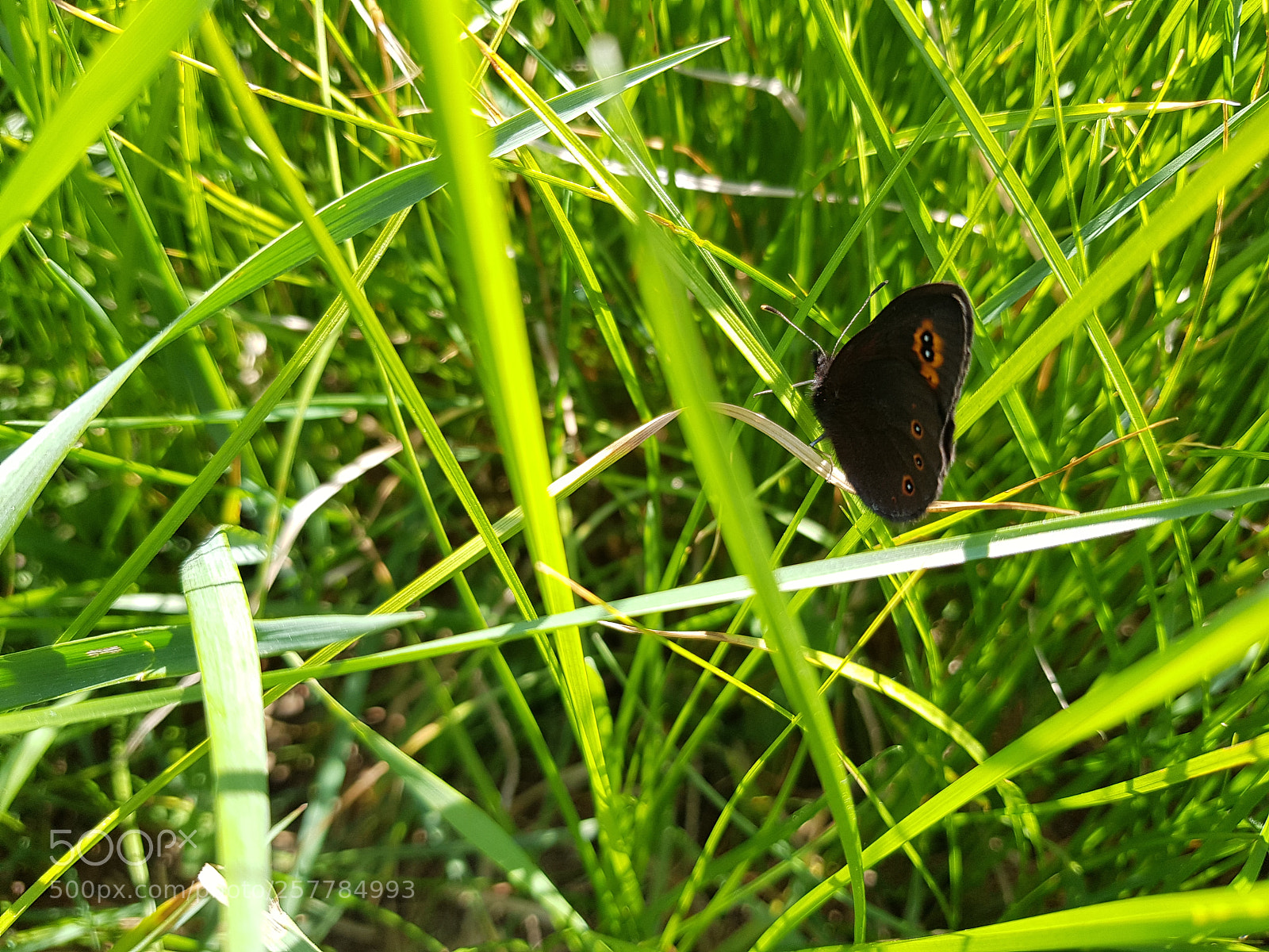Samsung Galaxy S8 sample photo. Black butterfly photography