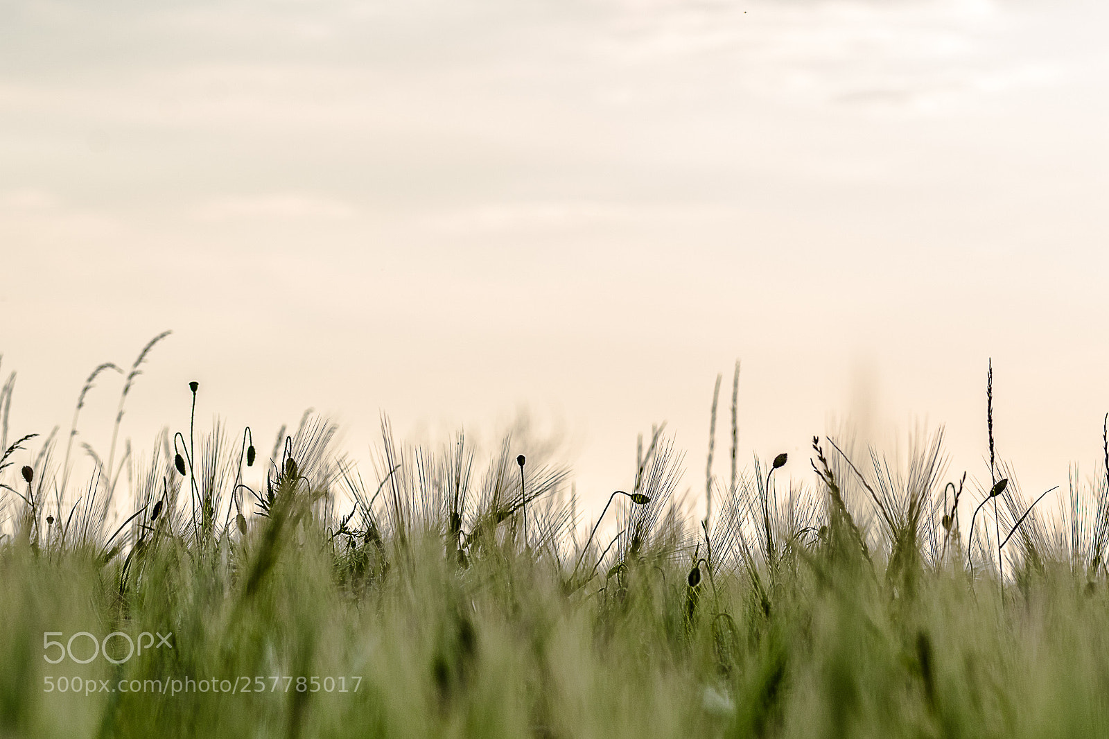 Nikon D750 sample photo. Poppy  photography