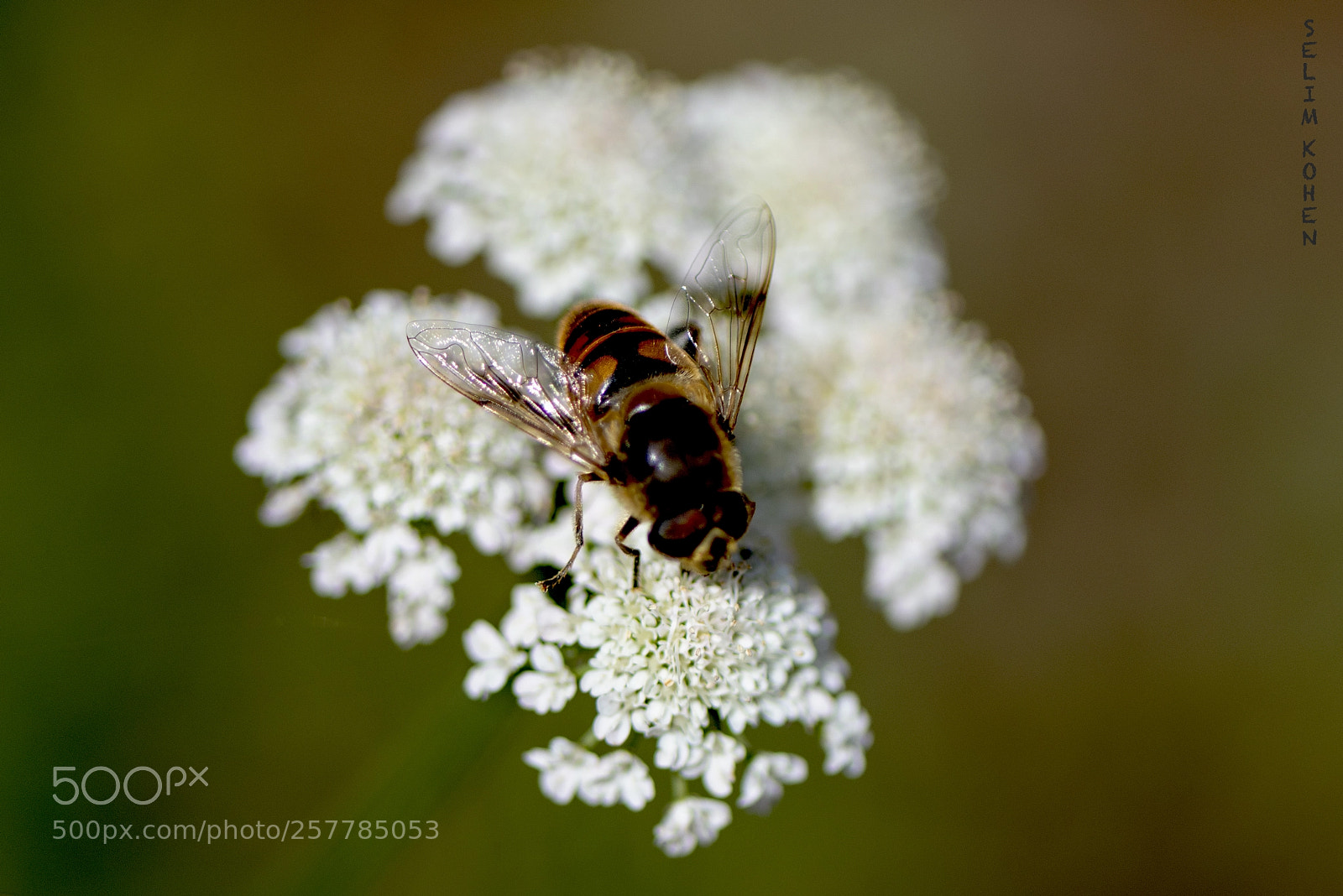 Nikon D810 sample photo. Bee on the water photography