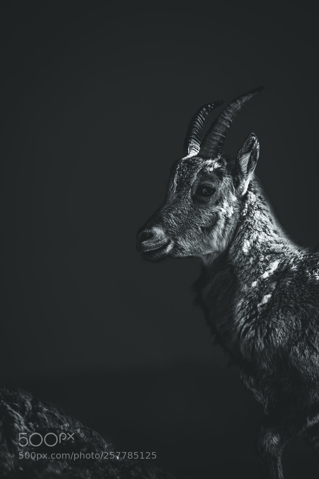 Fujifilm X-T20 sample photo. Alpine ibex portrait photography