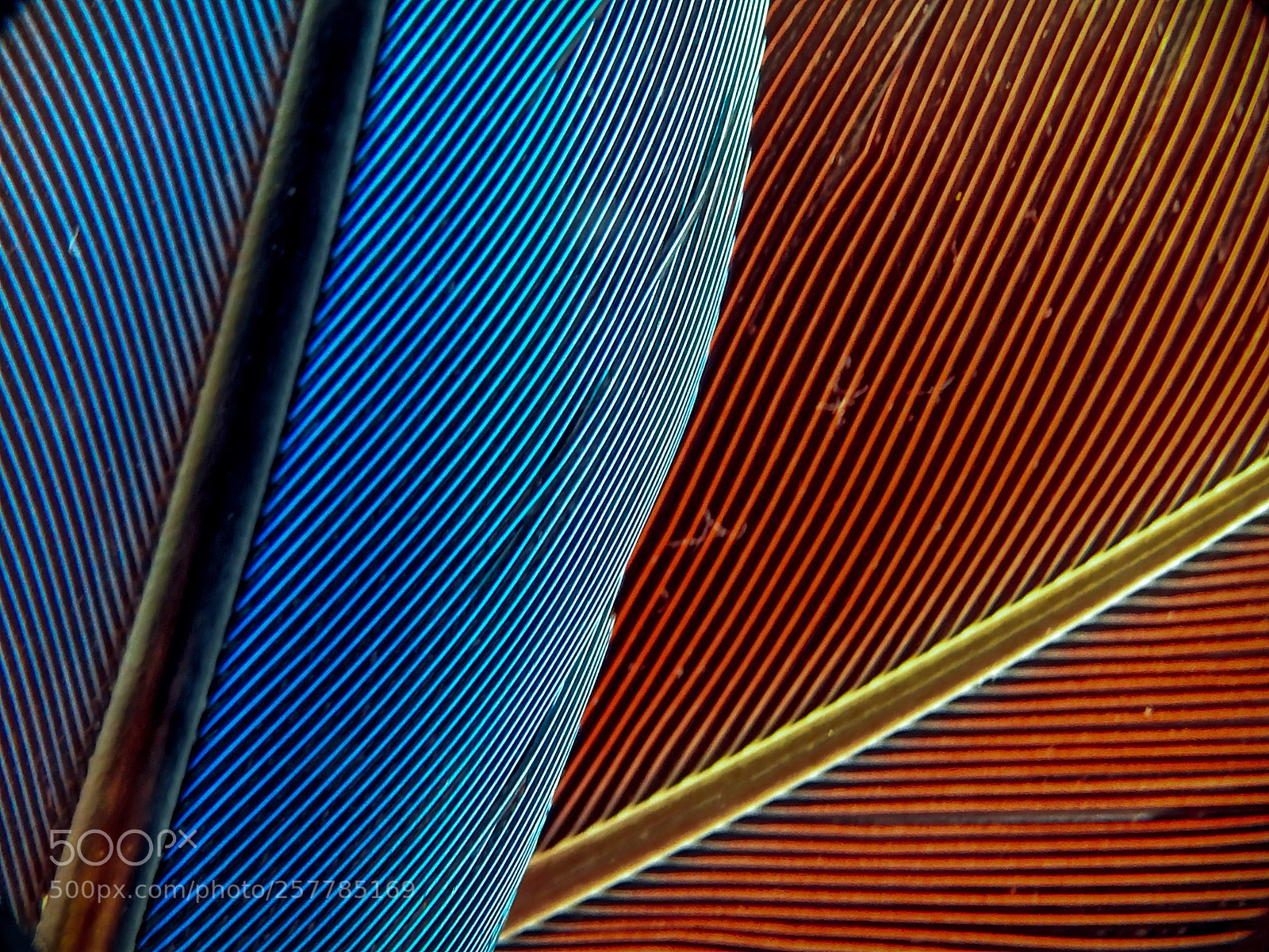 Nikon Coolpix P900 sample photo. Feathers photography
