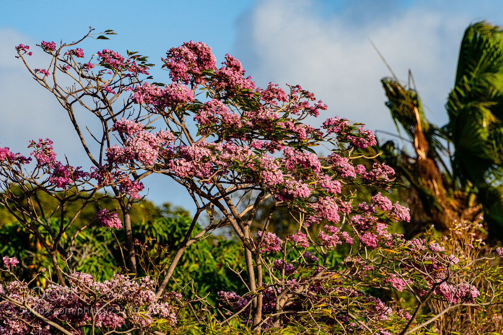 Nikon D7500 sample photo. Branch of jacaranda tree photography