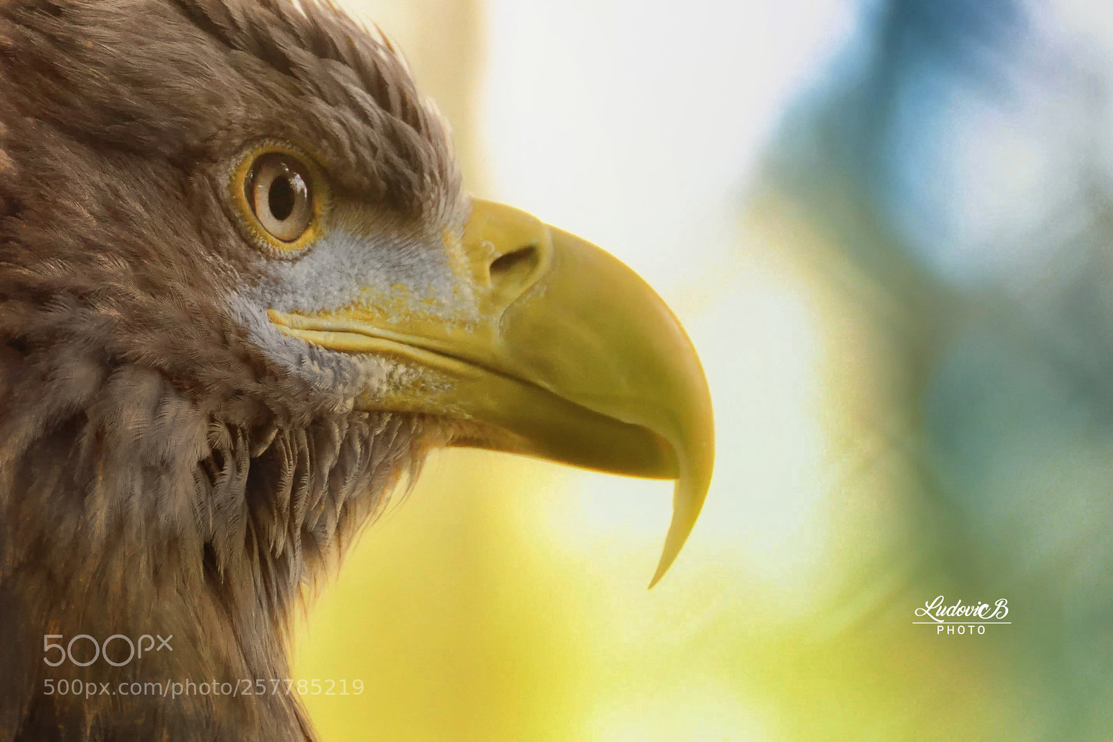 Nikon D7000 sample photo. Rapace photography