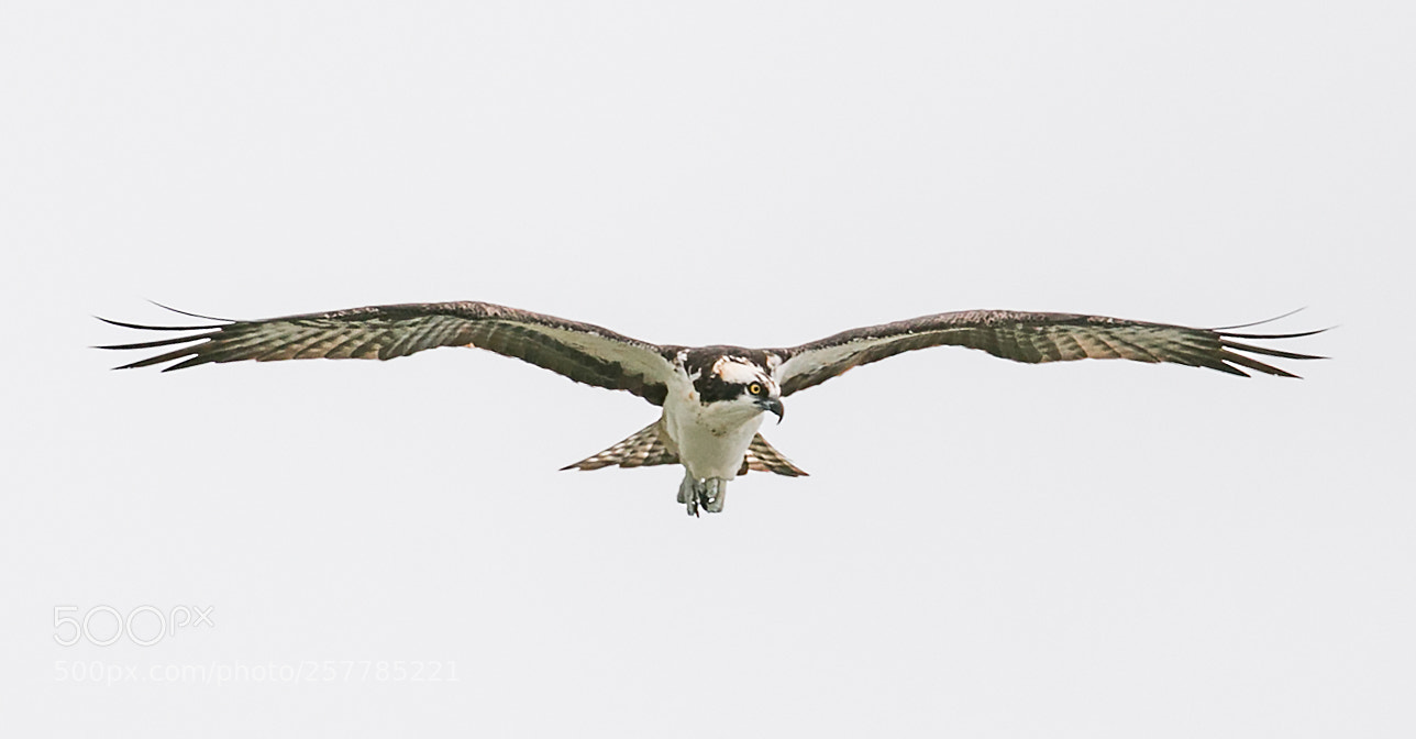 Canon EOS 70D sample photo. Osprey (pandion haliaetus) photography