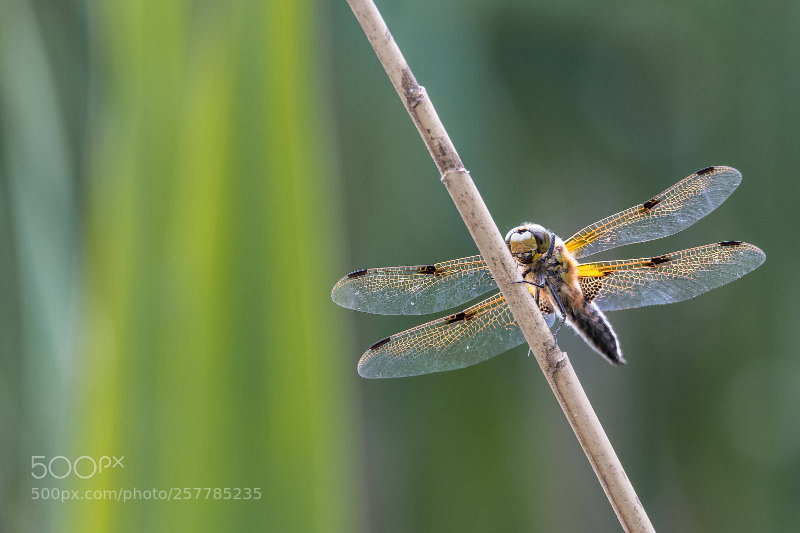 Nikon D850 sample photo. Dragonfly 2 photography