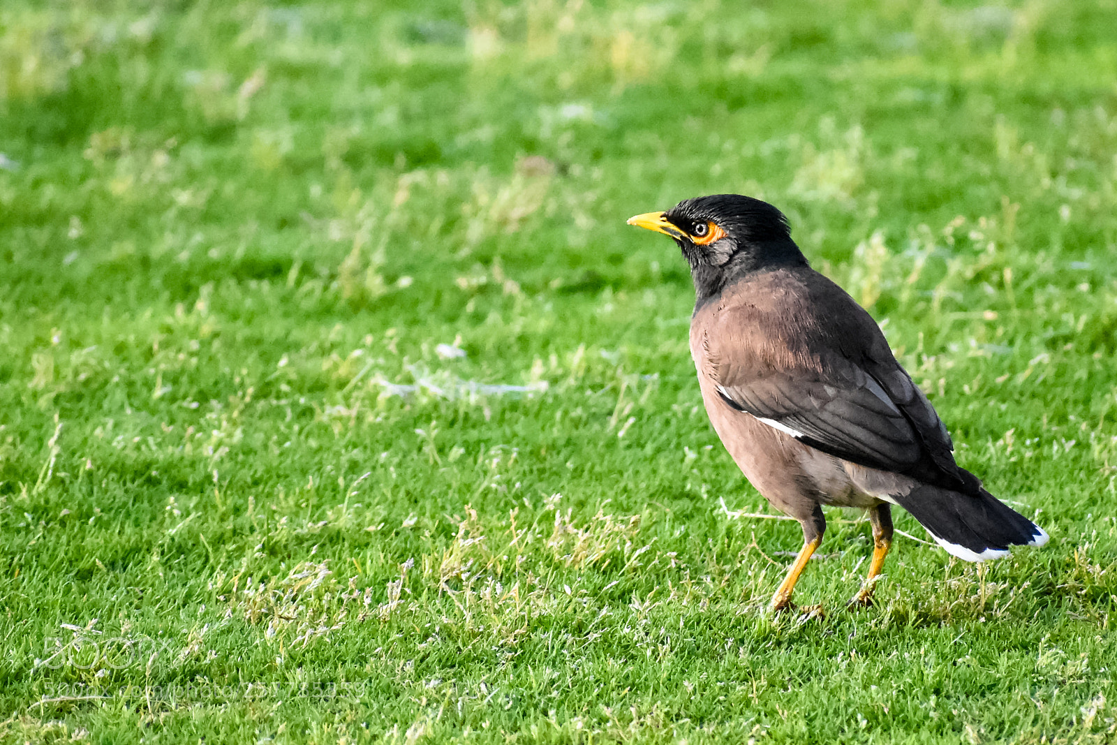 Nikon D5600 sample photo. Looking at me? photography