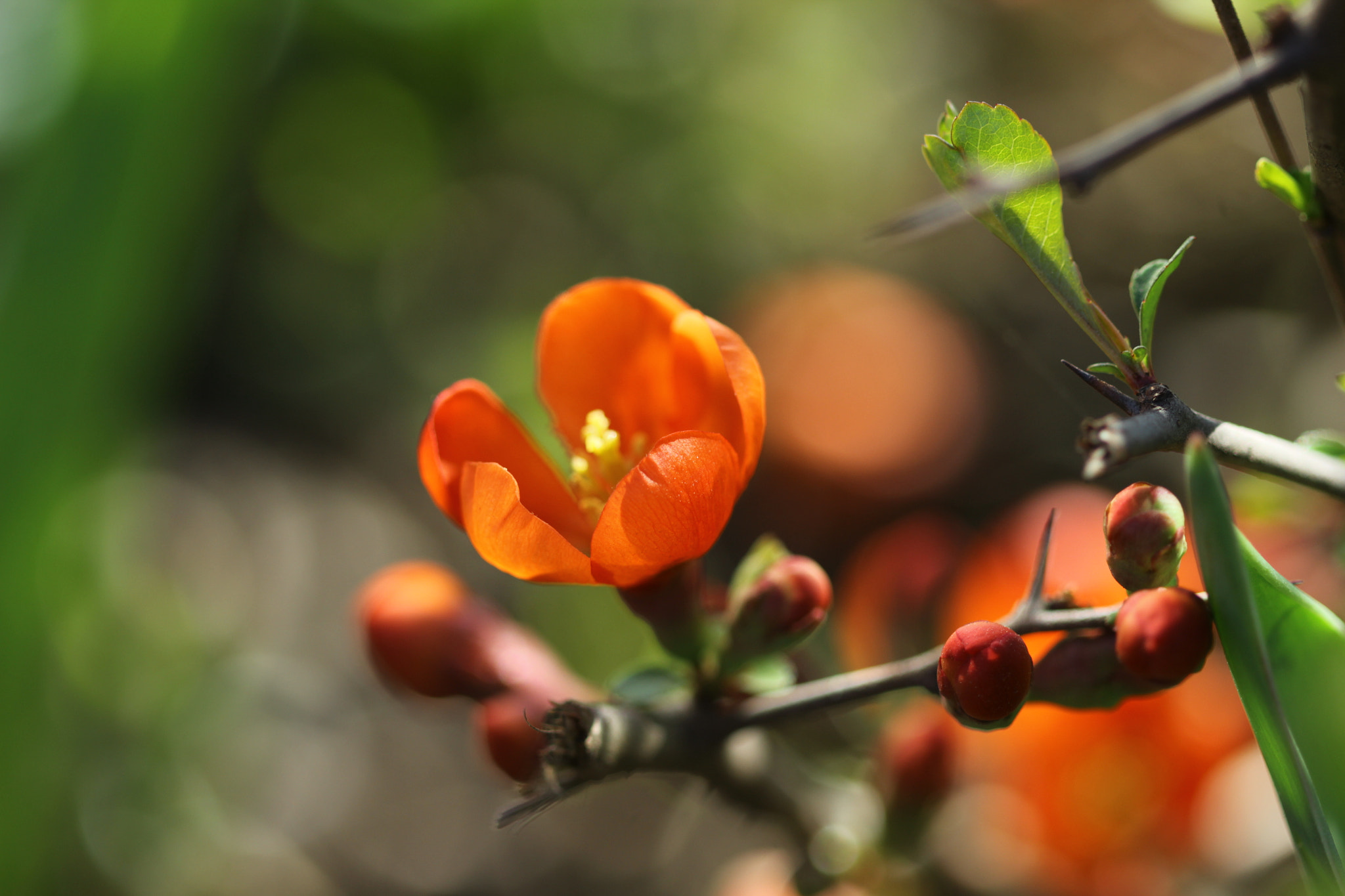 Canon EF 100mm F2.8 Macro USM sample photo. Quince photography