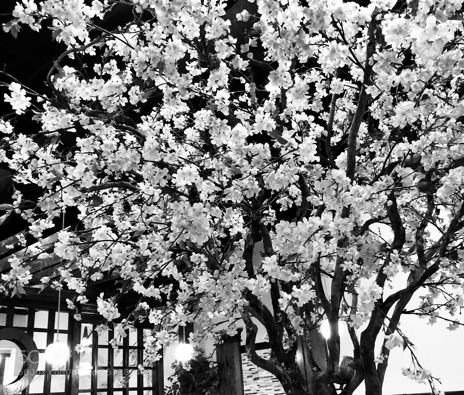 Apple iPhone X sample photo. Cherry blossom  photography