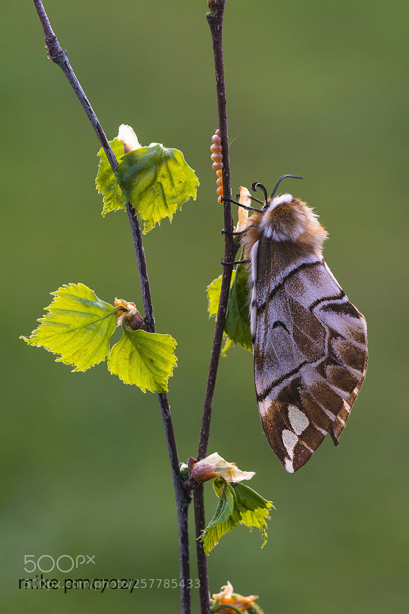 Nikon D7100 sample photo. The work is done! photography