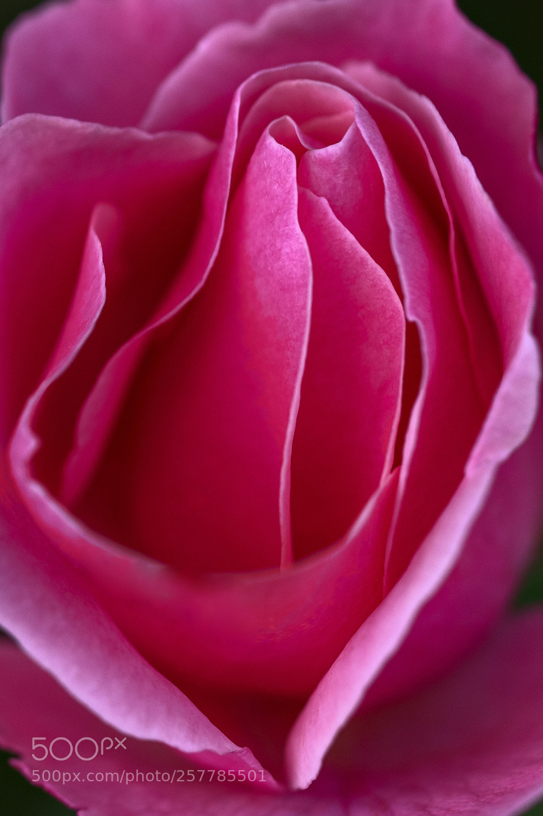 Sony a7R III sample photo. Untitled photography