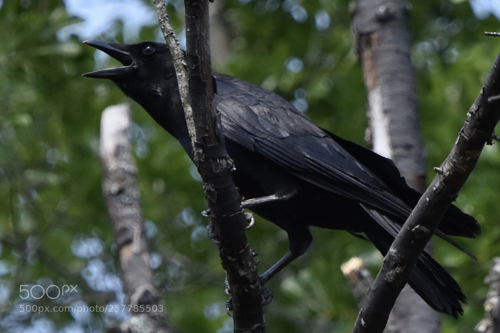 Nikon D7200 sample photo. American crow 1 photography