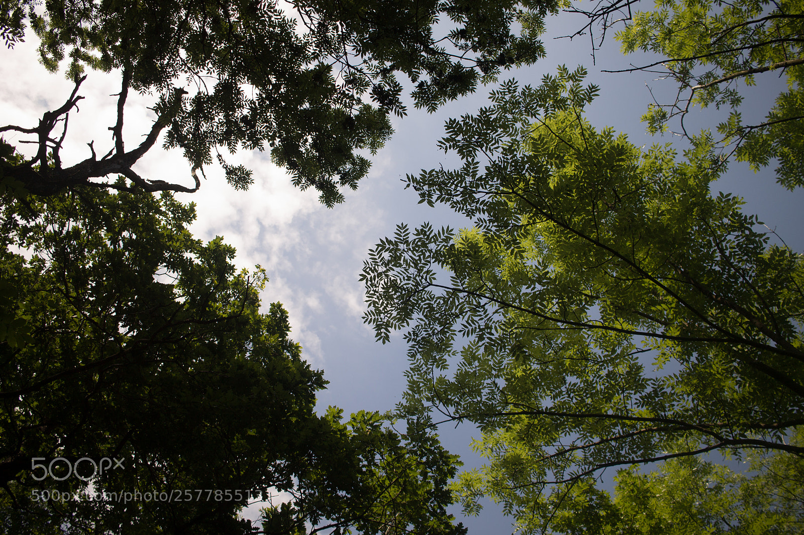 Canon EOS 1100D (EOS Rebel T3 / EOS Kiss X50) sample photo. Forest - bottom view photography