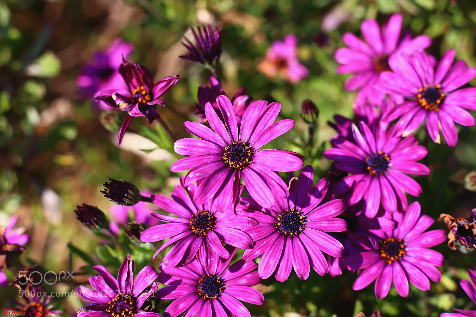 Canon EOS 6D sample photo. Untitled photography