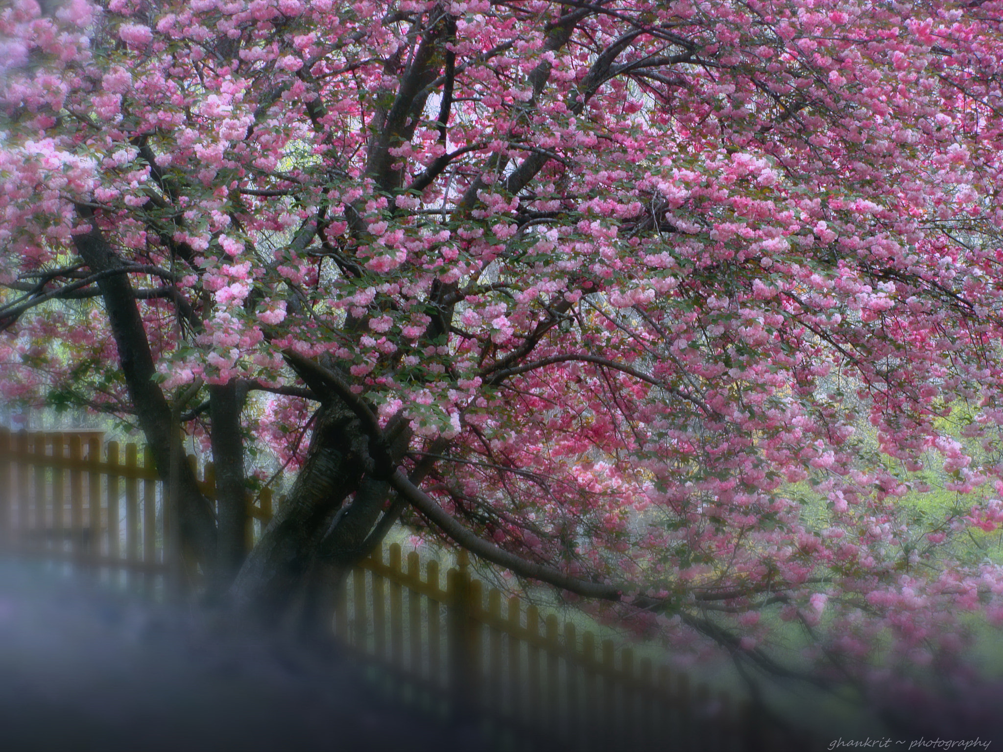 Sony Cyber-shot DSC-H10 sample photo. Loving.. photography