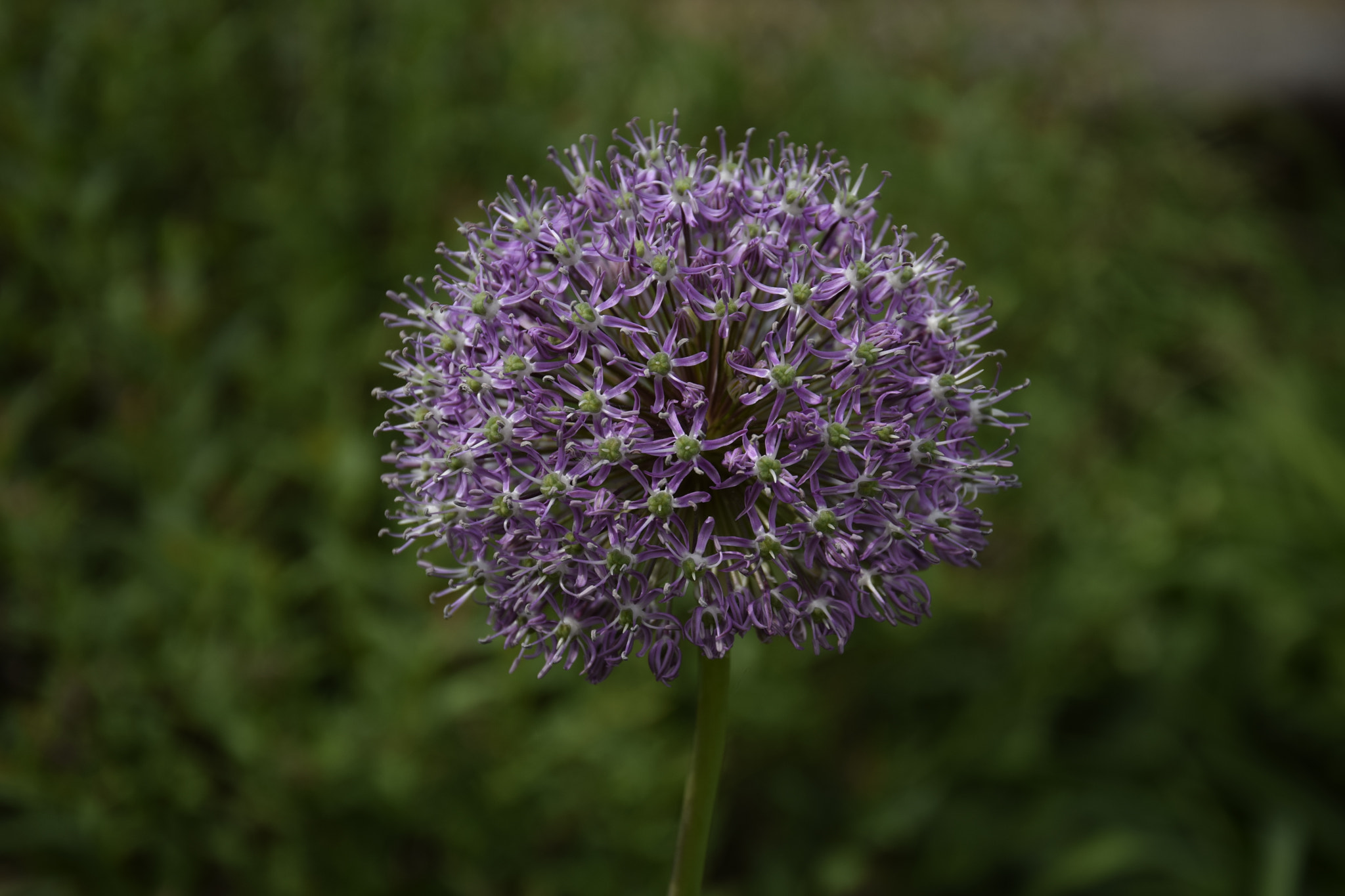 Nikon D5300 sample photo. Flower photography