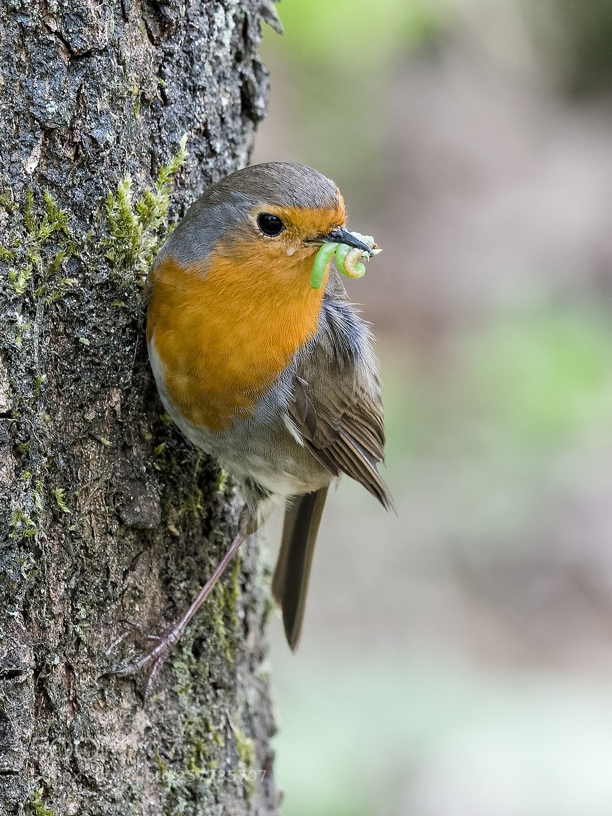 Nikon D500 sample photo. Robin with snacks photography