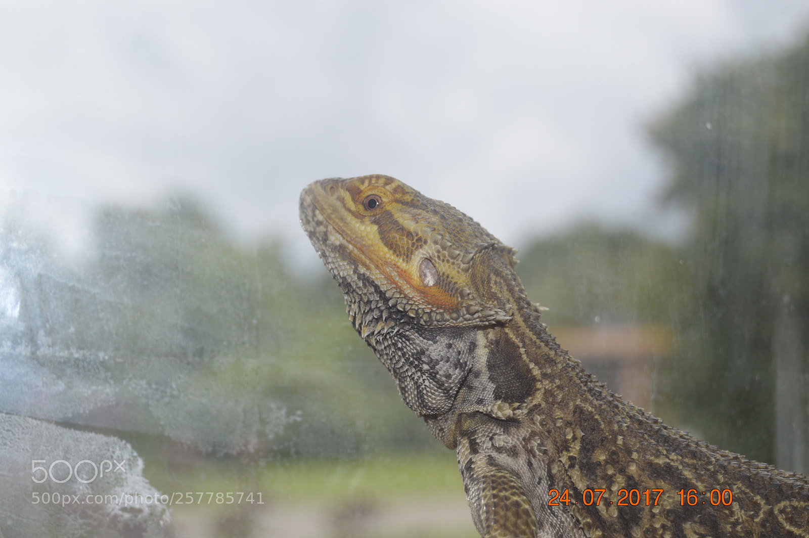 Nikon D3200 sample photo. Dyr i fangeskab photography