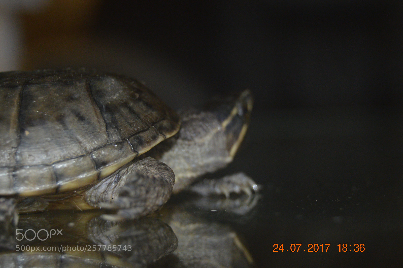 Nikon D3200 sample photo. Dyr i fangeskab photography