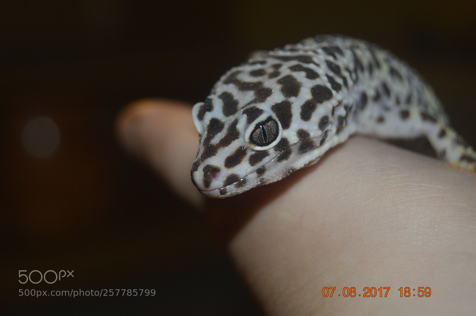 Nikon D3200 sample photo. Dyr i fangeskab photography