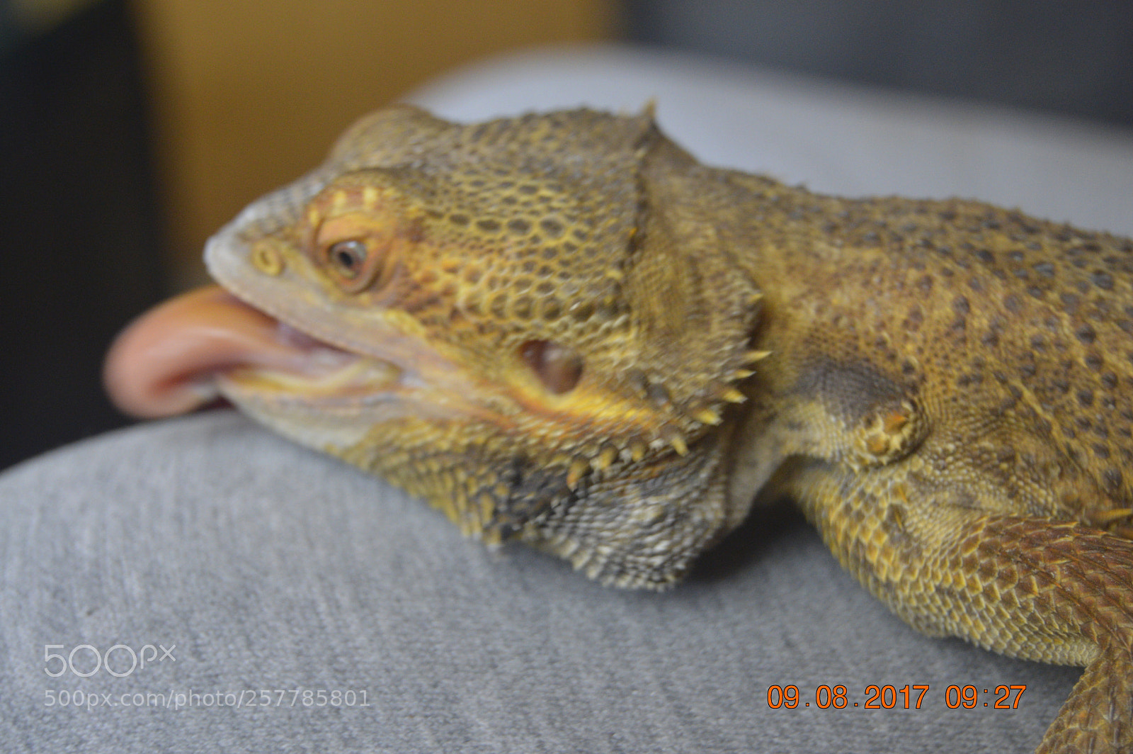 Nikon D3200 sample photo. Dyr i fangeskab photography