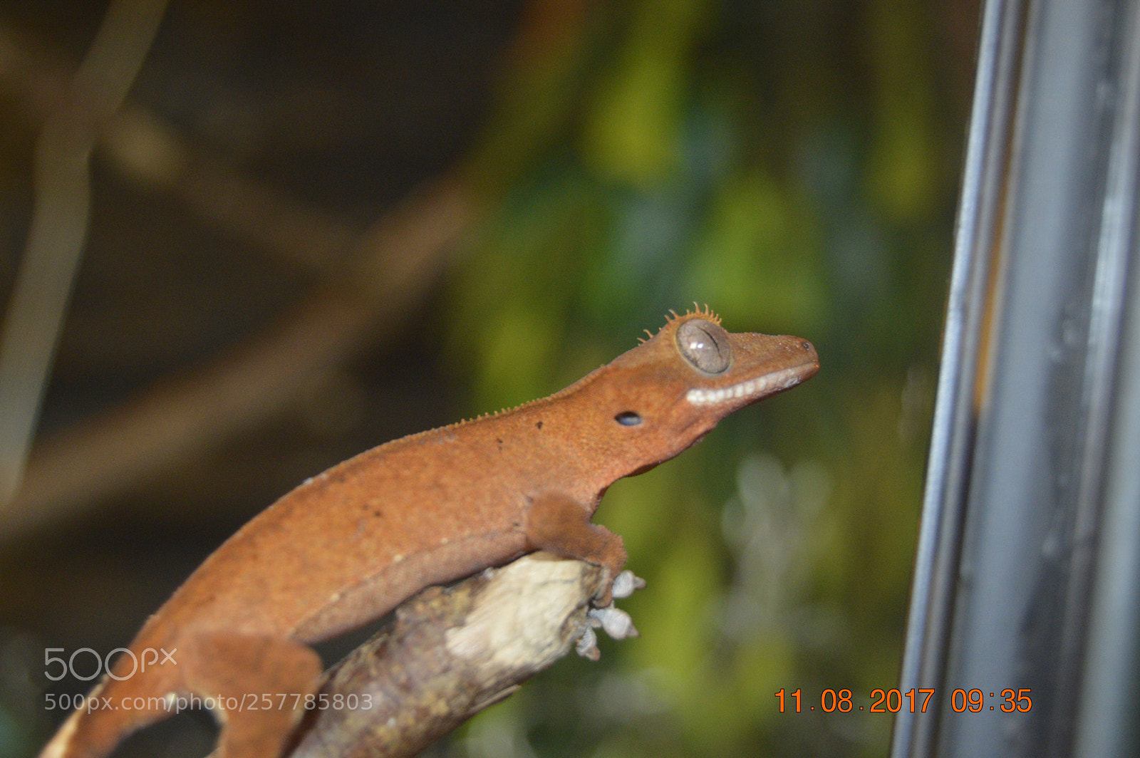 Nikon D3200 sample photo. Dyr i fangeskab photography