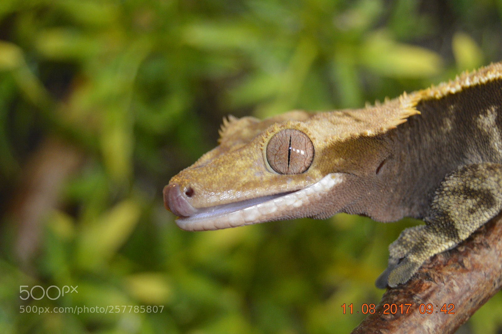 Nikon D3200 sample photo. Dyr i fangeskab photography