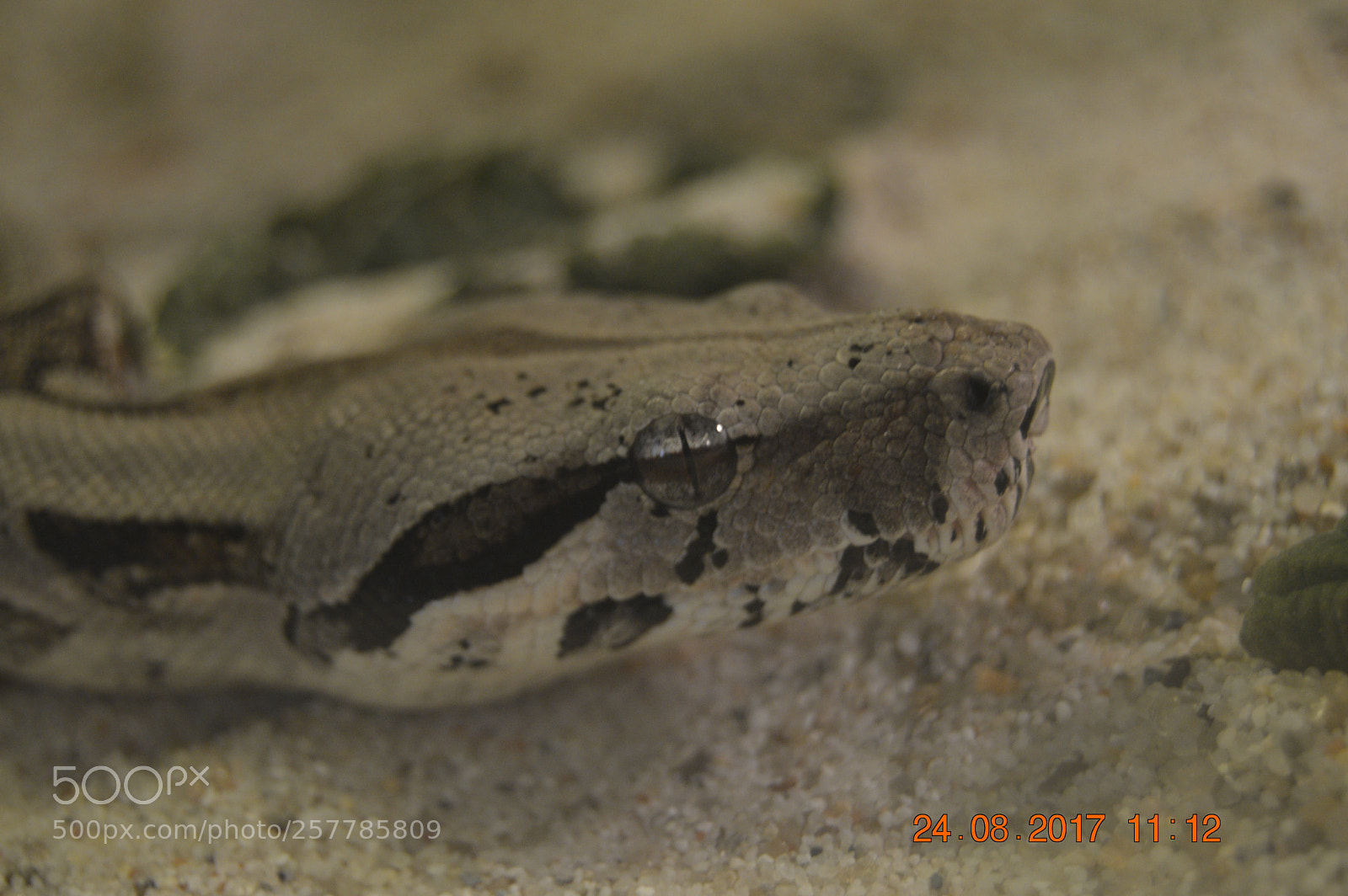 Nikon D3200 sample photo. Dyr i fangeskab photography