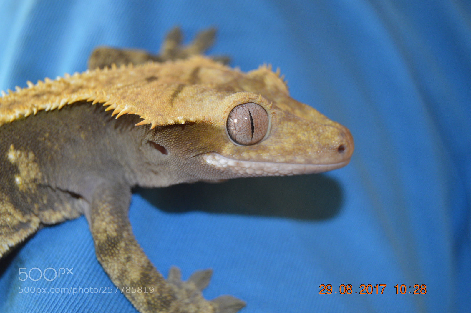 Nikon D3200 sample photo. Dyr i fangeskab photography