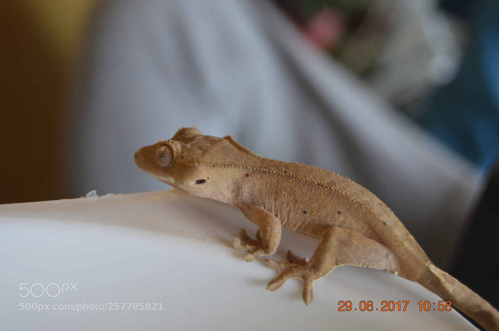 Nikon D3200 sample photo. Dyr i fangeskab photography