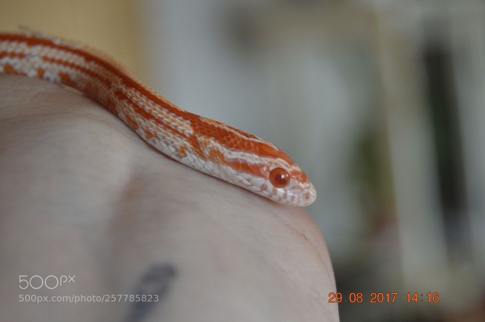Nikon D3200 sample photo. Dyr i fangeskab photography