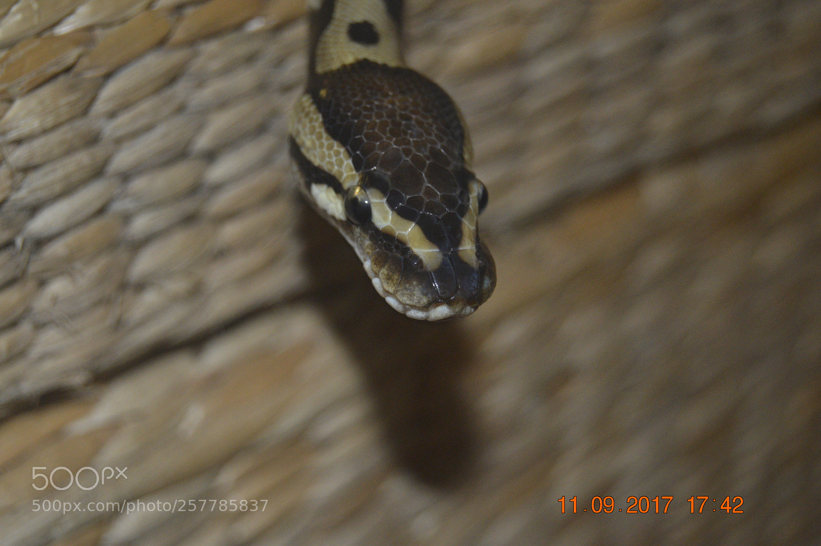 Nikon D3200 sample photo. Dyr i fangeskab photography