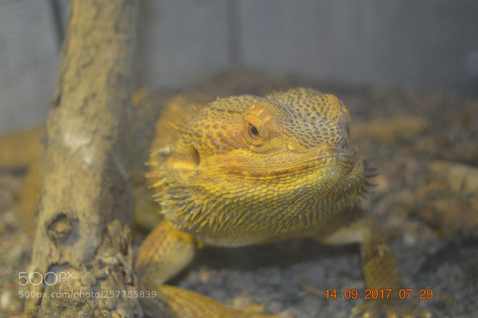 Nikon D3200 sample photo. Dyr i fangeskab photography