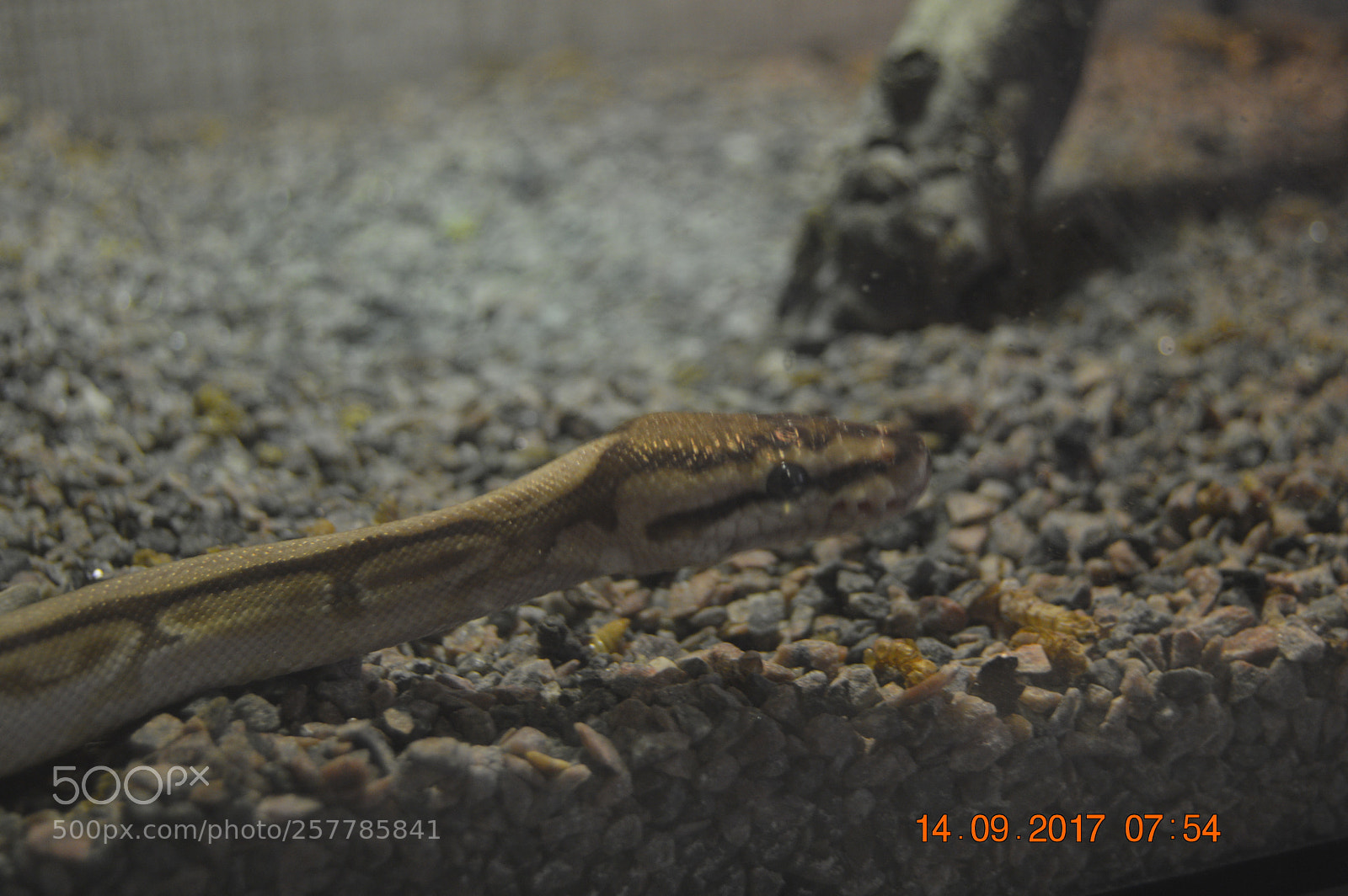 Nikon D3200 sample photo. Dyr i fangeskab photography