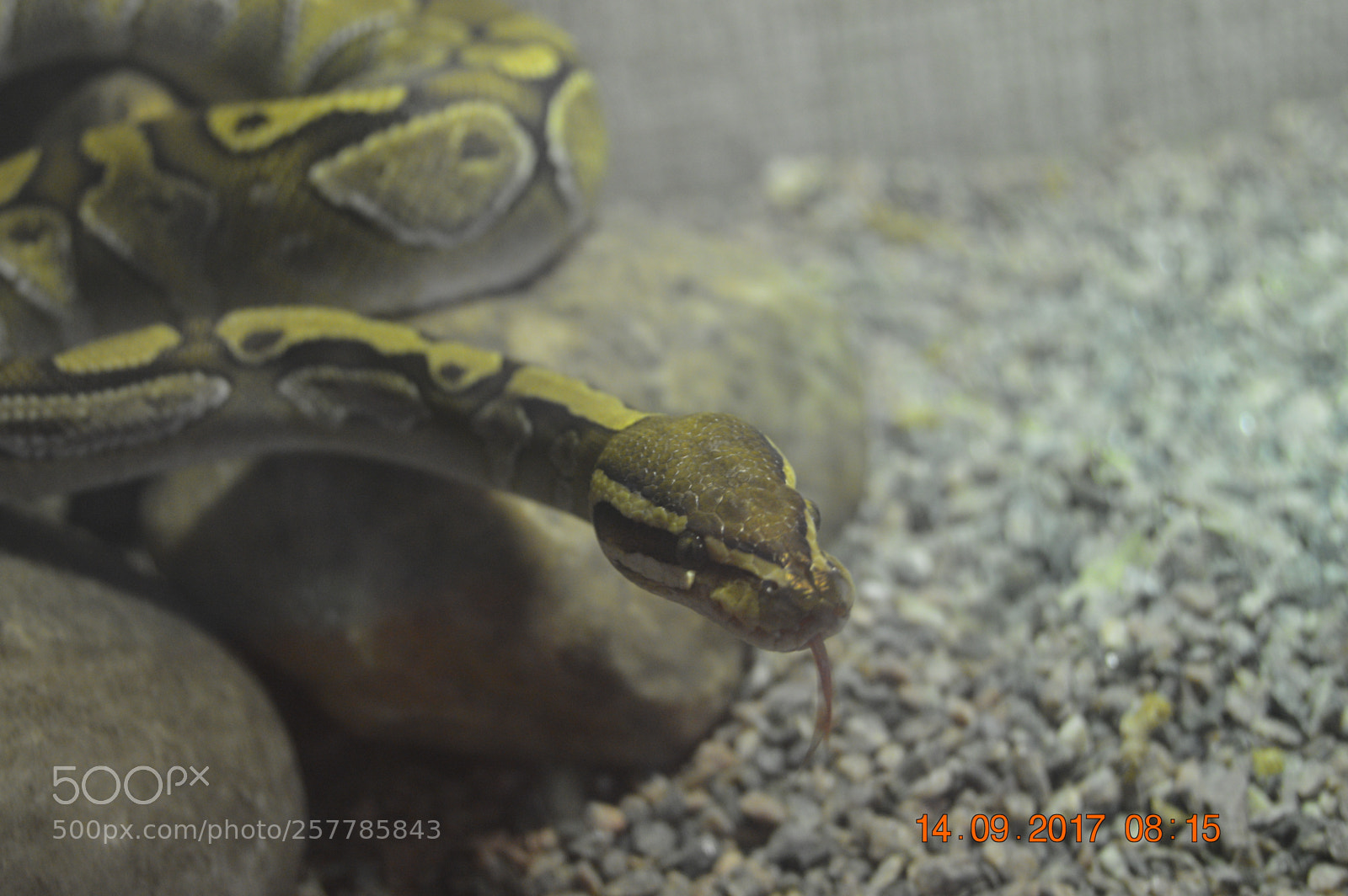 Nikon D3200 sample photo. Dyr i fangeskab photography