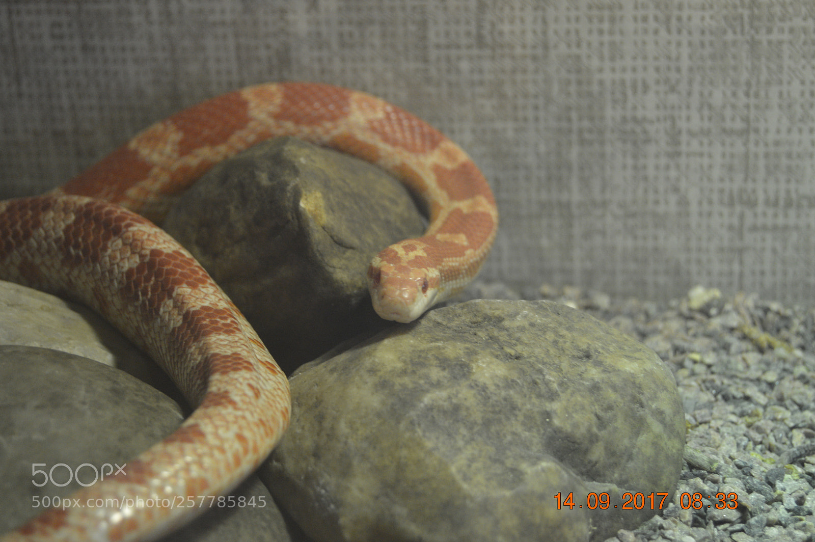 Nikon D3200 sample photo. Dyr i fangeskab photography