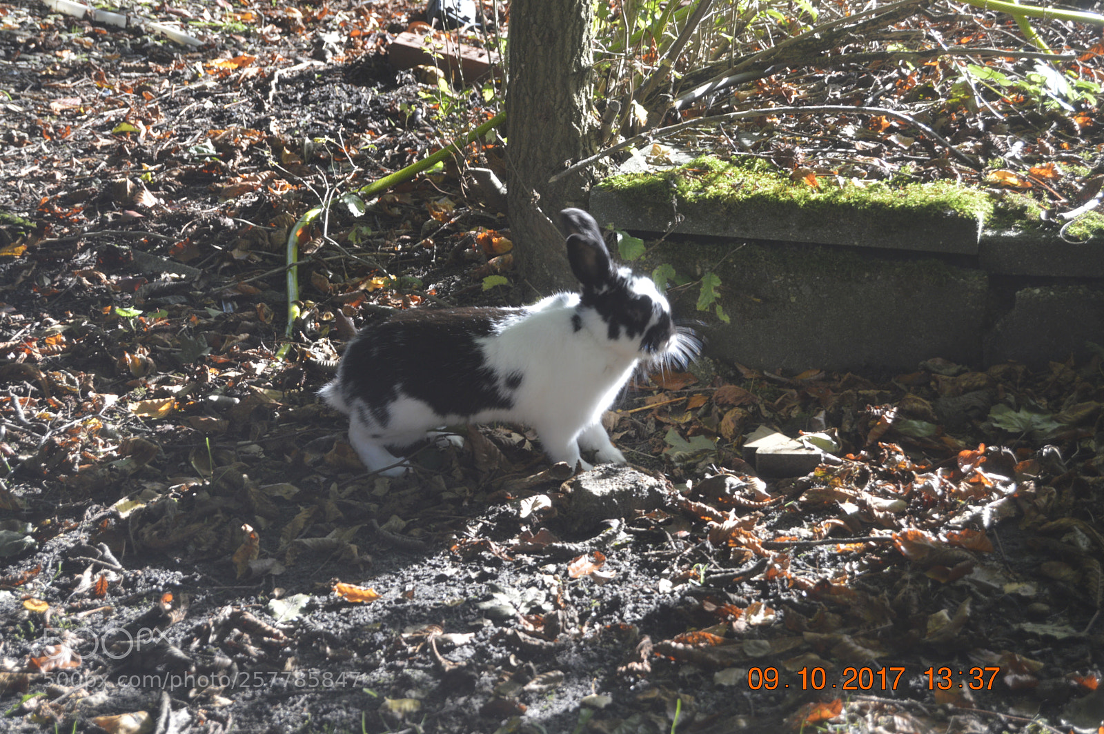 Nikon D3200 sample photo. Dyr i fangeskab photography