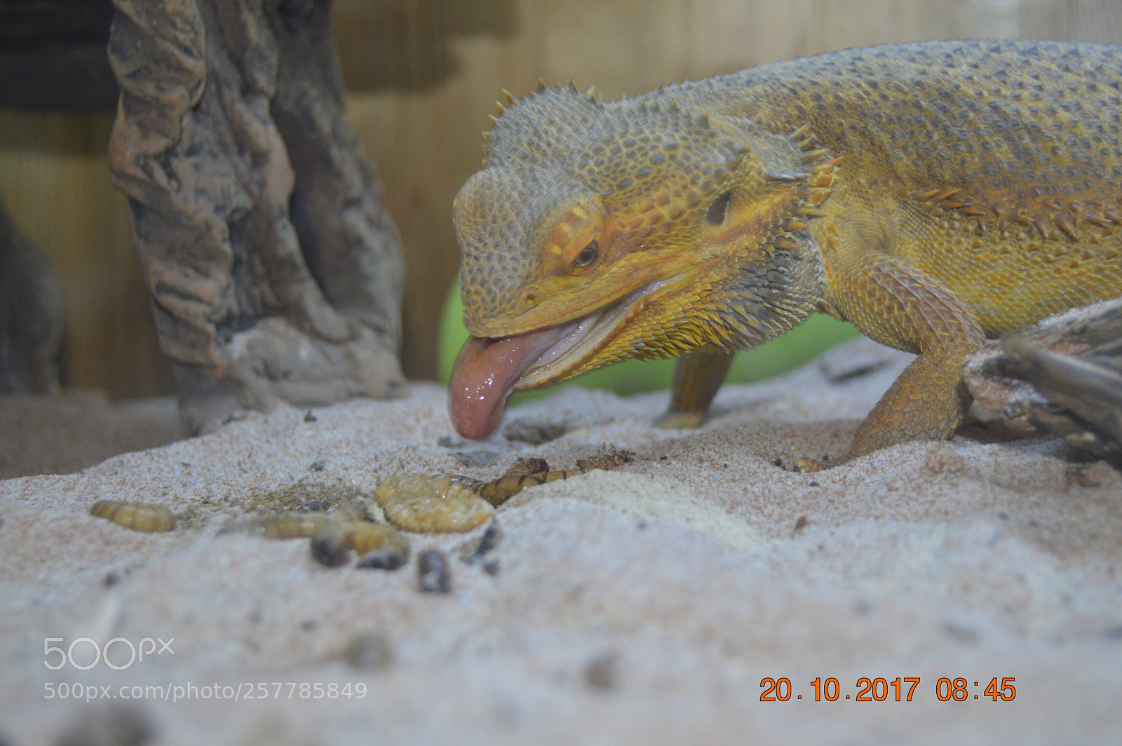 Nikon D3200 sample photo. Dyr i fangeskab photography