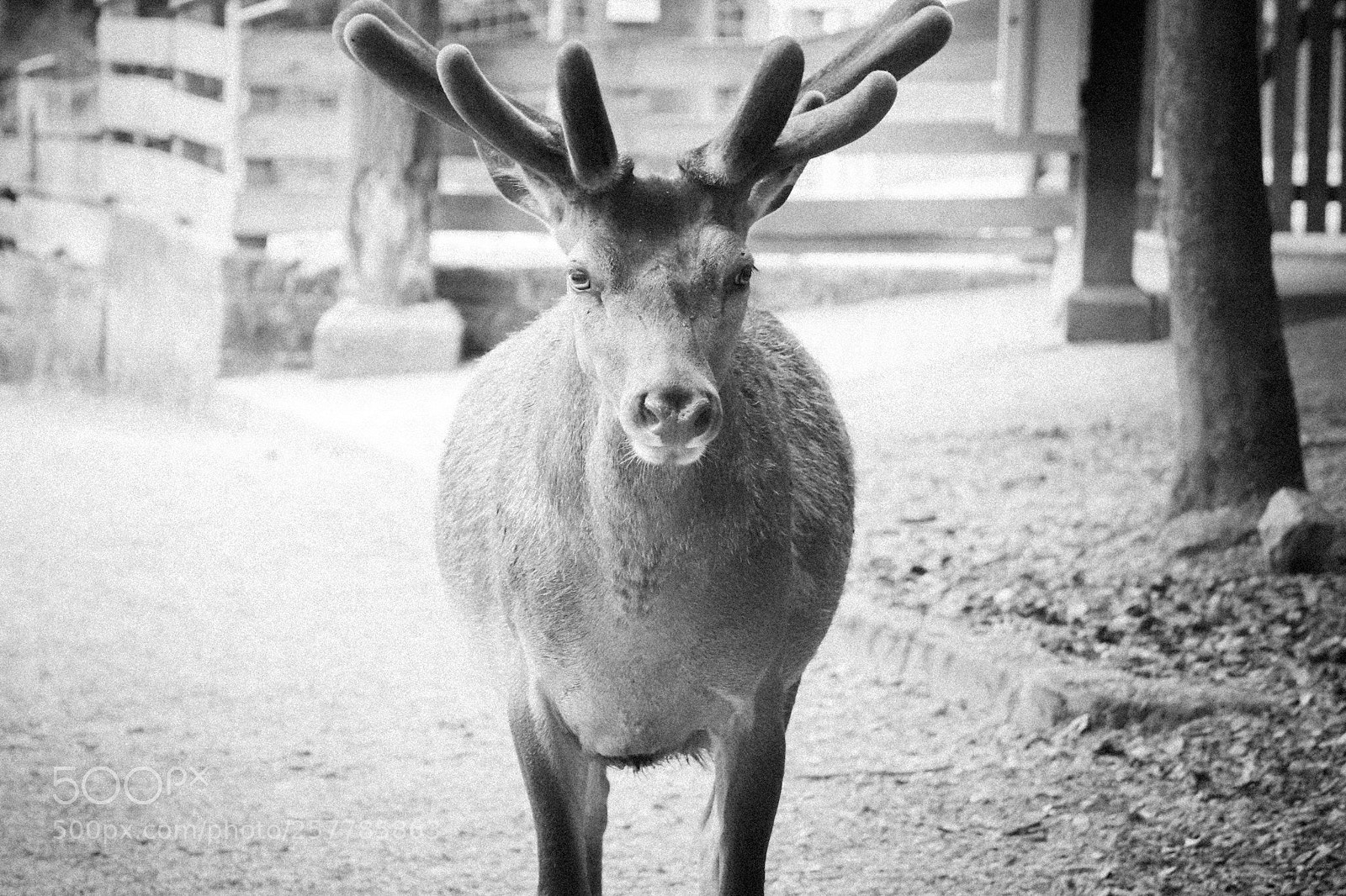 Canon EOS 77D (EOS 9000D / EOS 770D) sample photo. Come closer. photography