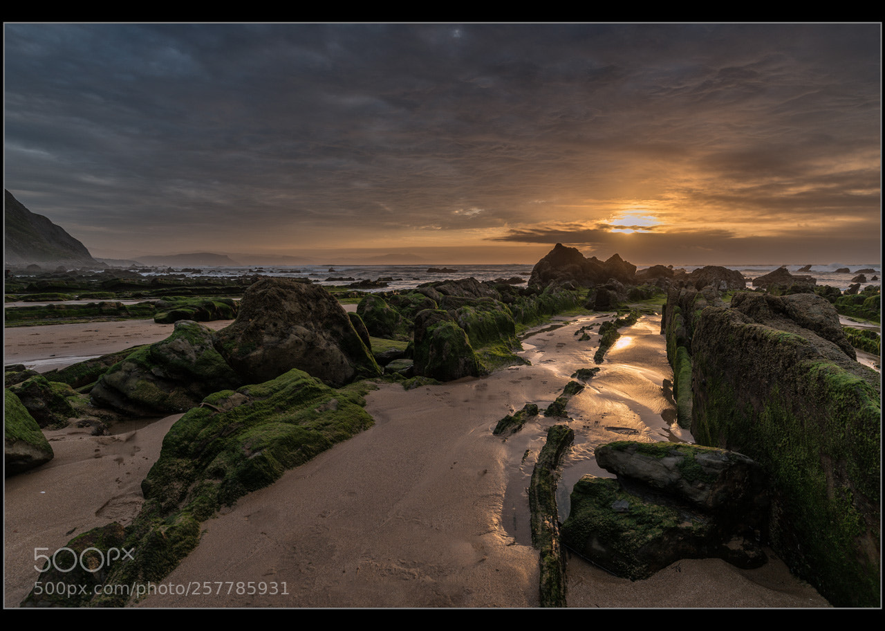 Nikon D750 sample photo. Barrika verde photography