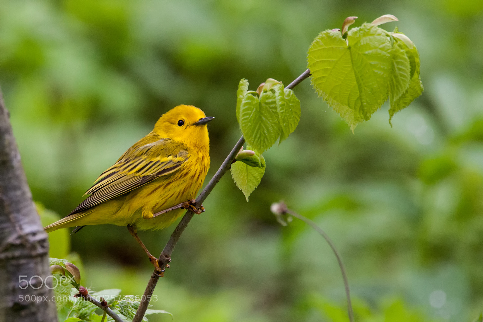 Canon EOS 5D Mark II sample photo. Point pelee photography