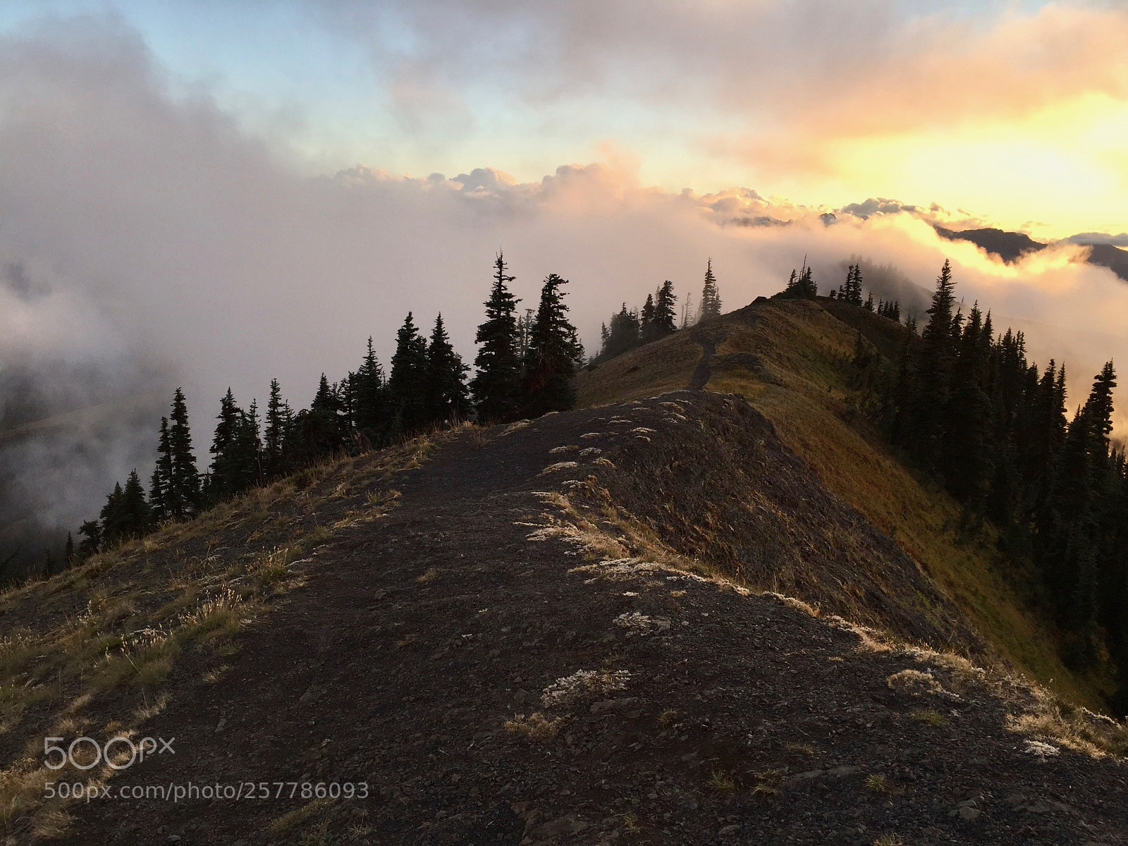 Apple iPhone 6 Plus sample photo. Hurricane ridge sunset fog 3 photography